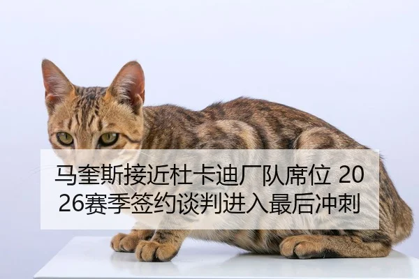 马奎斯接近杜卡迪厂队席位 2026赛季签约谈判进入最后冲刺